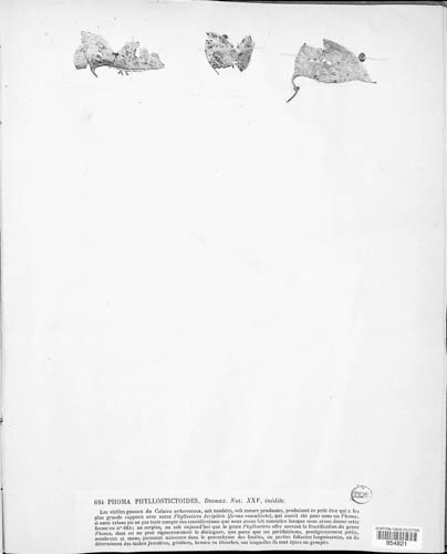 Ascochyta phyllostictoides image